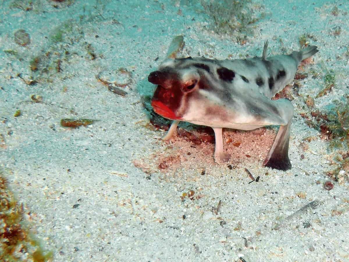 Red-lipped Batfish (Ogcocephalus darwini), photo from the Galapagos (the species is also found off Peru).