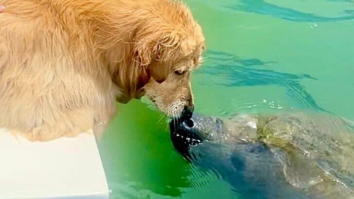Golden Retriever goes Swimming with Friendly Manatee