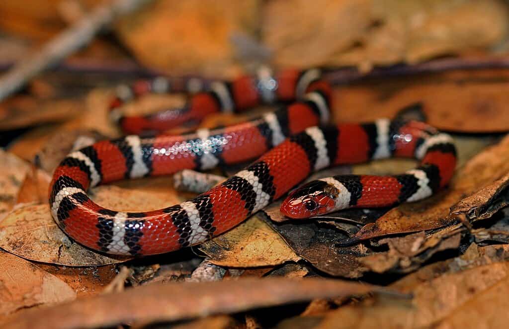 Scarlet king snake 
