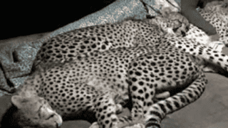A Family Of Cheetahs Sleep With The Ranger Every Night