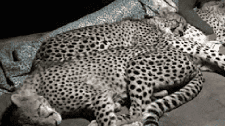 Watch A Family Of Cheetahs Sleep With The Ranger Every Night