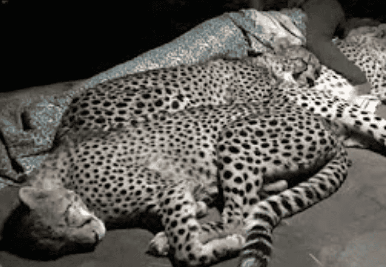 A Family Of Cheetahs Sleep With The Ranger Every Night