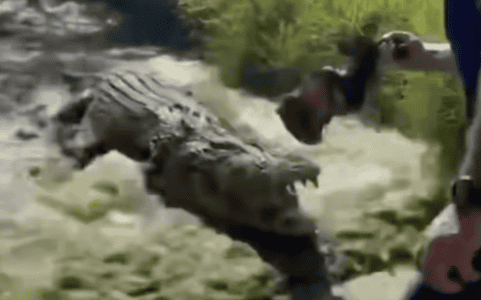 A Brave Man Uses Meat To Lure A Massive Crocodile