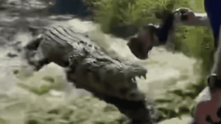 Watch: Man Uses Meat To Lure A Massive Crocodile
