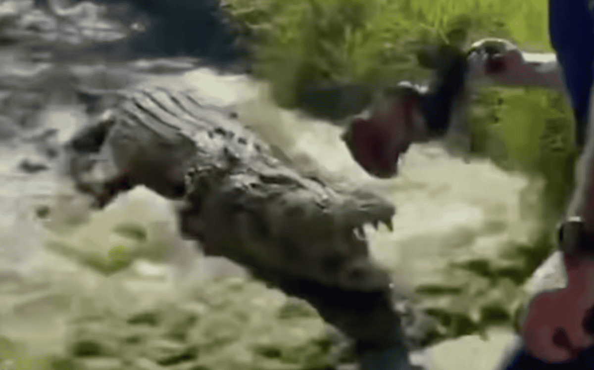 Watch: Man Uses Meat To Lure A Massive Crocodile - Animals Around