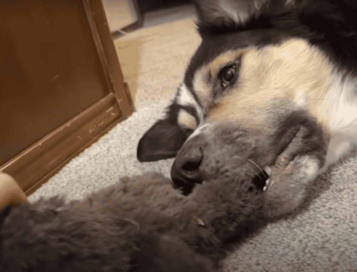 Watch This Heartwarming Video of a Stray Dog Choosing His New Family