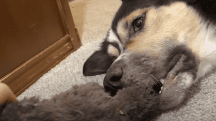 Watch This Heartwarming Video of a Stray Dog Choosing His New Family