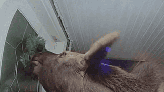 Watch A Moose Ringing A Doorbell In Alaska