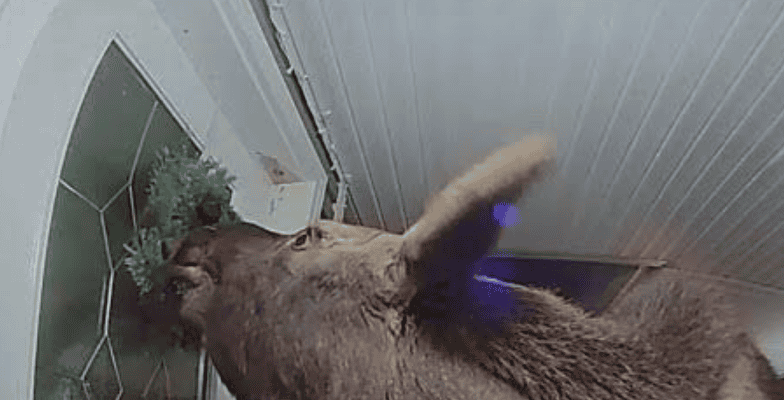 Watch A Moose Ringing A Doorbell In Alaska