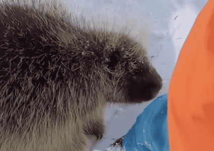Watch As A Curious Porcupine Sniffs A Boy&rsquo;s Leg