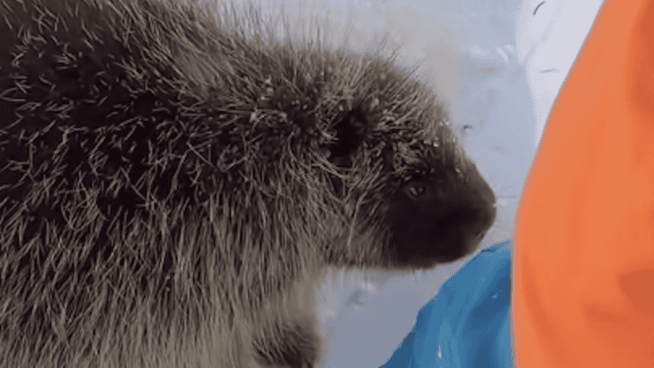 Watch As A Curious Porcupine Sniffs A Boy’s Leg