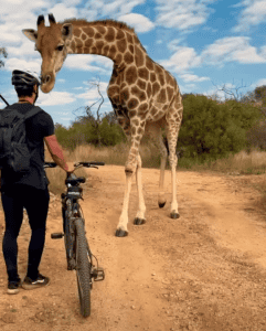 Curious Giraffe Joins Cyclist on Bike Trail