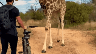 Watch Man Riding Bike Meets A Curios Giraffe