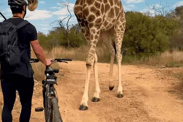 Curious Giraffe Joins Cyclist on Bike Trail