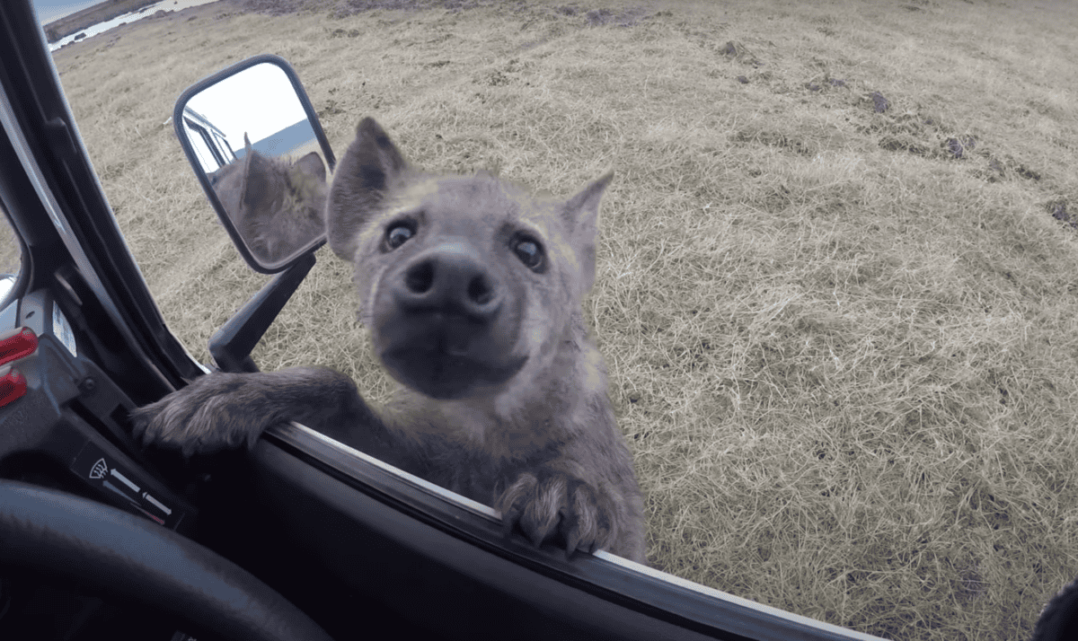 Watch Curious Spotted Hyena Jump On Car
