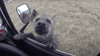 Watch Curious Spotted Hyena Jump On Car