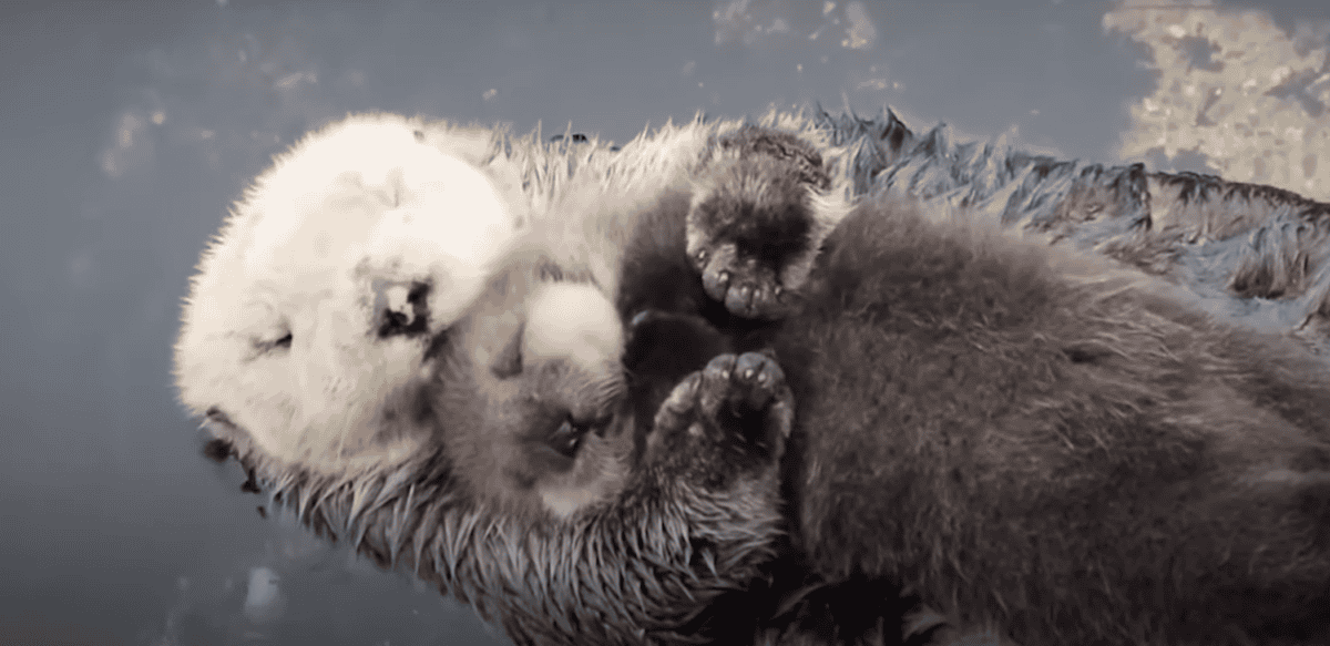 Otter Mom Wrap Their Babies in Seaweed Blankets