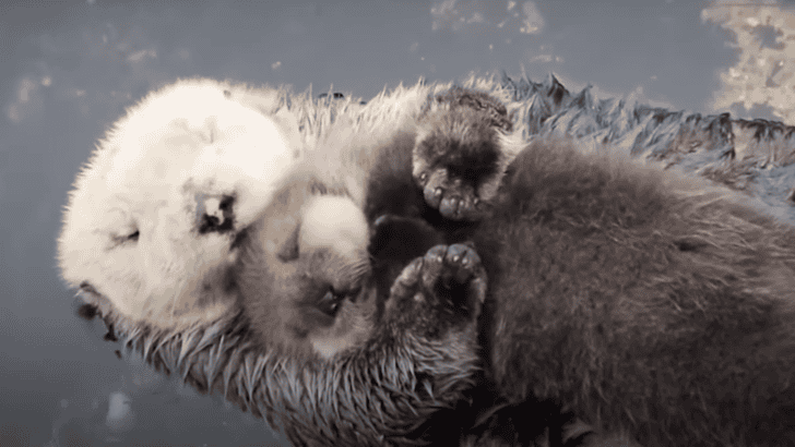 Watch Otter Mom Wrap Their Babies in Seaweed Blankets