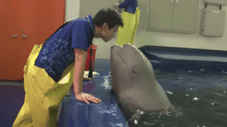 Beluga Whale Has A Crush On Zookeeper 