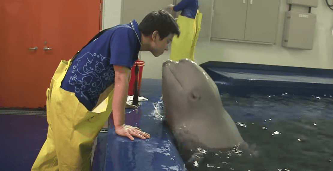 Beluga Whale Has A Crush On Zookeeper 