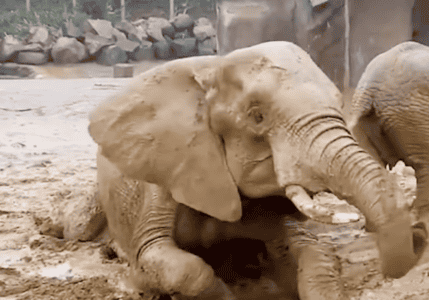 Watch: Elephants Playing In Rain At San Diego Zoo
