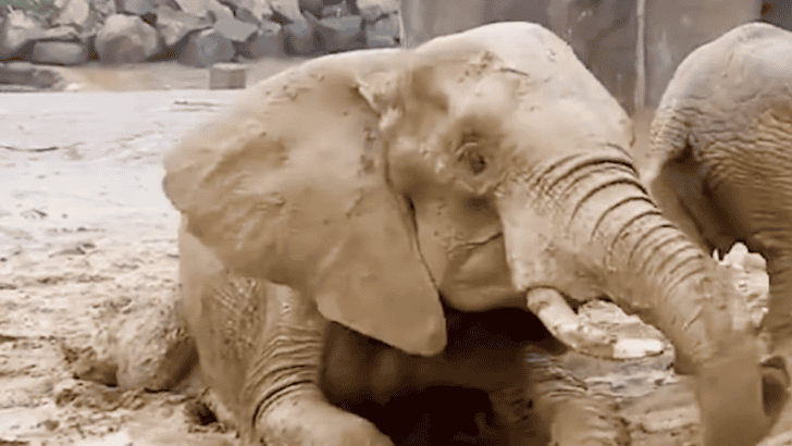 Watch: Elephants Playing In Rain At San Diego Zoo