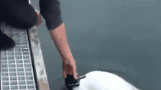 Man Drops Phone Into Ocean But Beluga Whale Comes To The Rescue