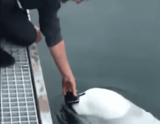 Man Drops Phone In Ocean But Beluga Whale Comes To Rescue