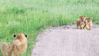 Amazing Reunion Between Lost Cubs and Mother