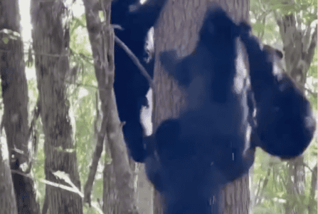 Watch As Seven Bears Scale a Single Tree