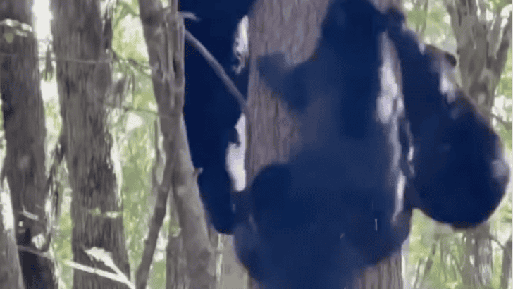 Watch As Seven Bears Scale a Single Tree