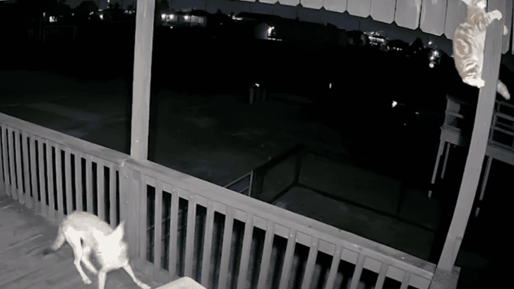 Watch Cat Escape Coyote Attack