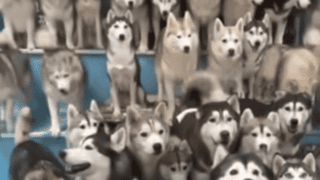 Watch 100 Huskies Escape From Pet Cafe In China