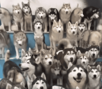 Watch 100 Huskies Escape From Pet Cafe In China