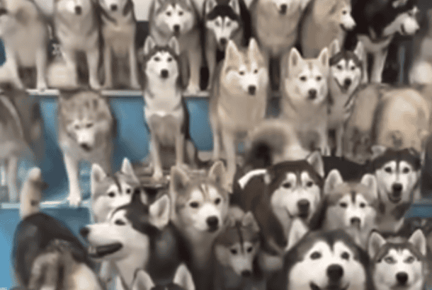 Watch 100 Huskies Escape From Pet Cafe In China
