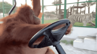 Orangutan driving a golf cart.