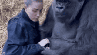 Watch Woman Hanging With Silverback Gorilla