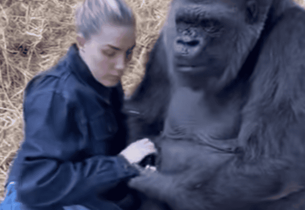 Watch Woman Hanging With Silverback Gorilla