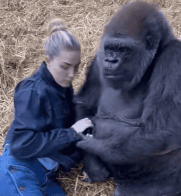 Watch Woman Hanging With Silverback Gorilla