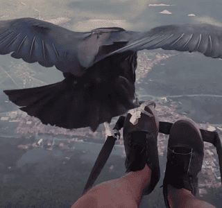 Watch Paraglider In Flight With Vulture