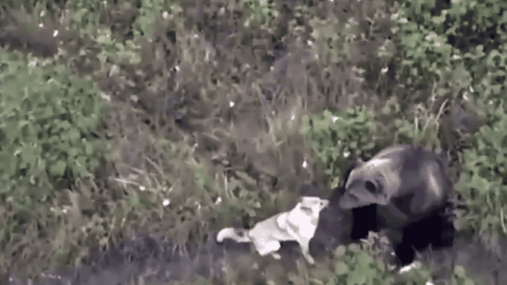 Owners Use Drone To Find Missing Husky Chilling With Bears