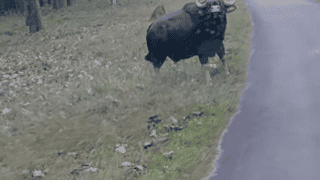 Bison waiting to attack