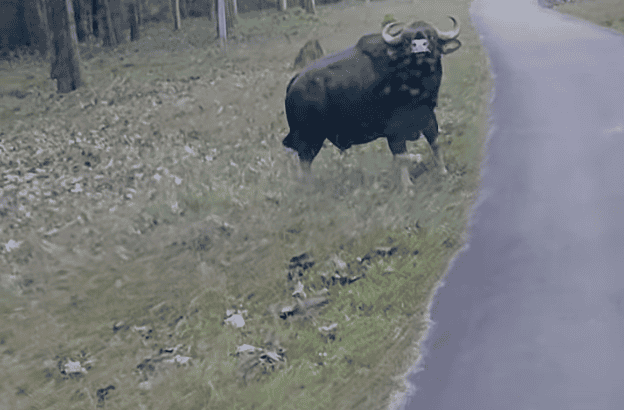 Watch: Bison Waiting To Attack