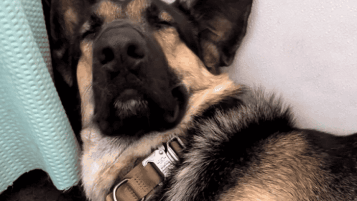 Watch German Shepard Pretends To Be Asleep To Get Out Of Bath Time