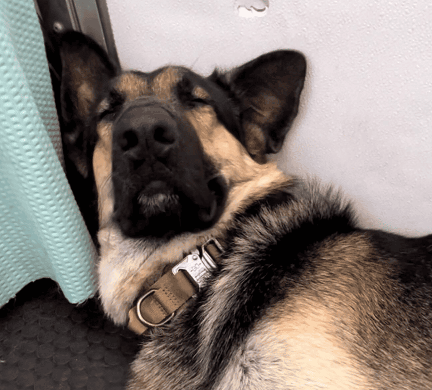 German Shepard Pretends To Be Asleep To Get Out Of Bath Time
