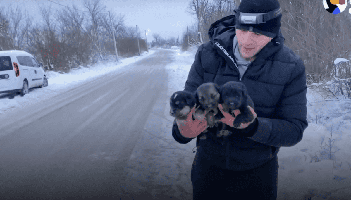 rescue dog and puppies