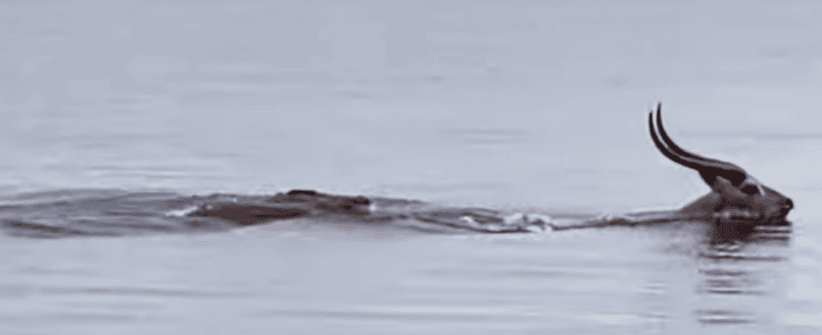 Watch Gazelle VS Alligator In The Ocean