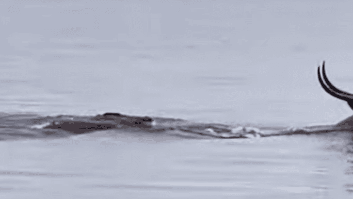 Watch Gazelle VS Alligator In The Ocean