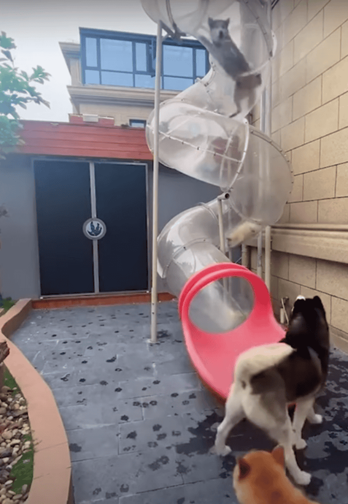 Cute Dogs Sliding Down Slide At Daycare