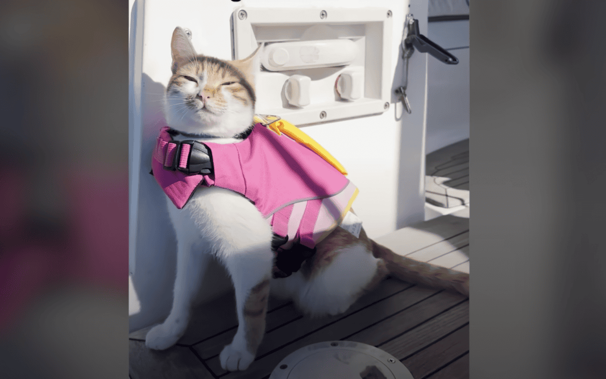 cat on boat